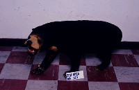 馬來黑熊藏品圖，第4張